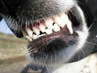 dog_teeth