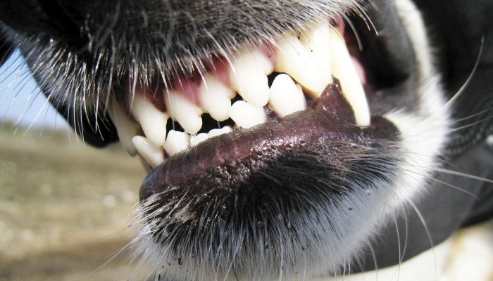 dog_teeth