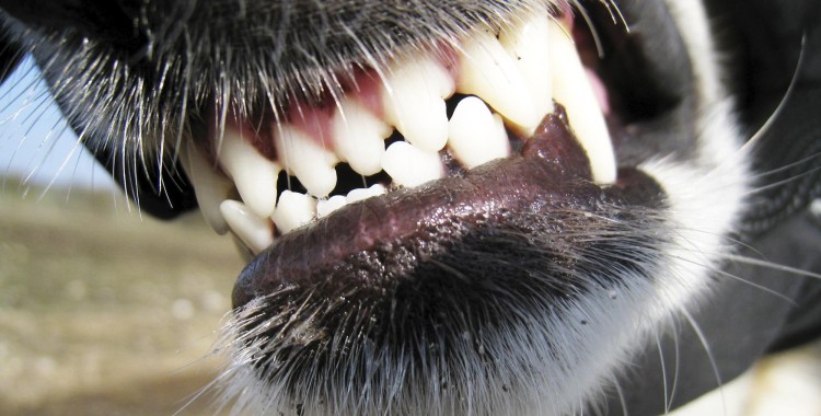 dog_teeth